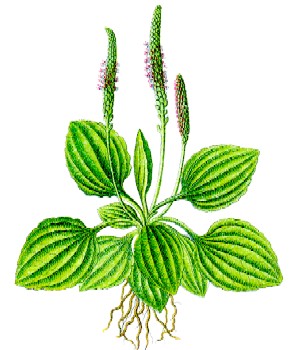 Plantago major